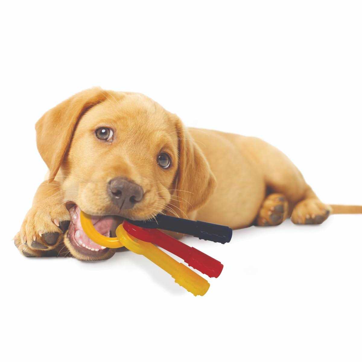 Puppy Chew Teething Keys I99025