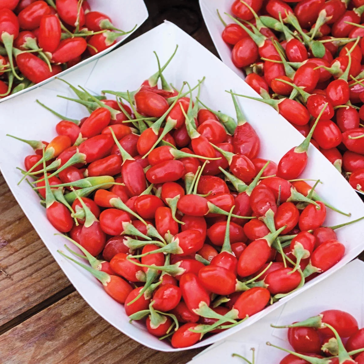2.50 Quart Potted Goji Berry Plant B32332