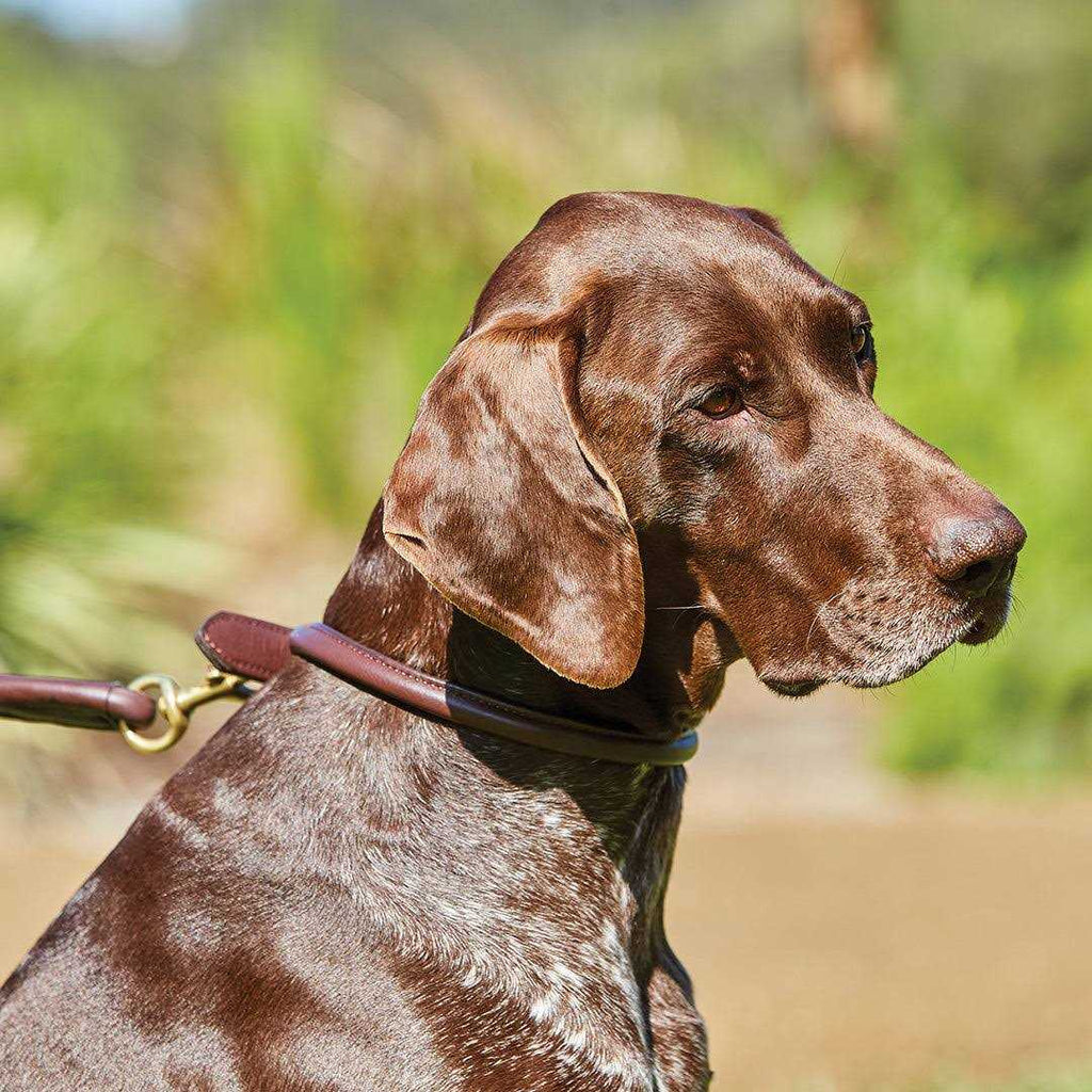 Rolled Leather Dog Collar K957
