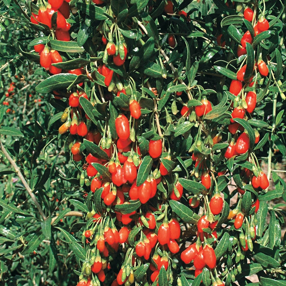 2.50 Quart Potted Goji Berry Plant B32332