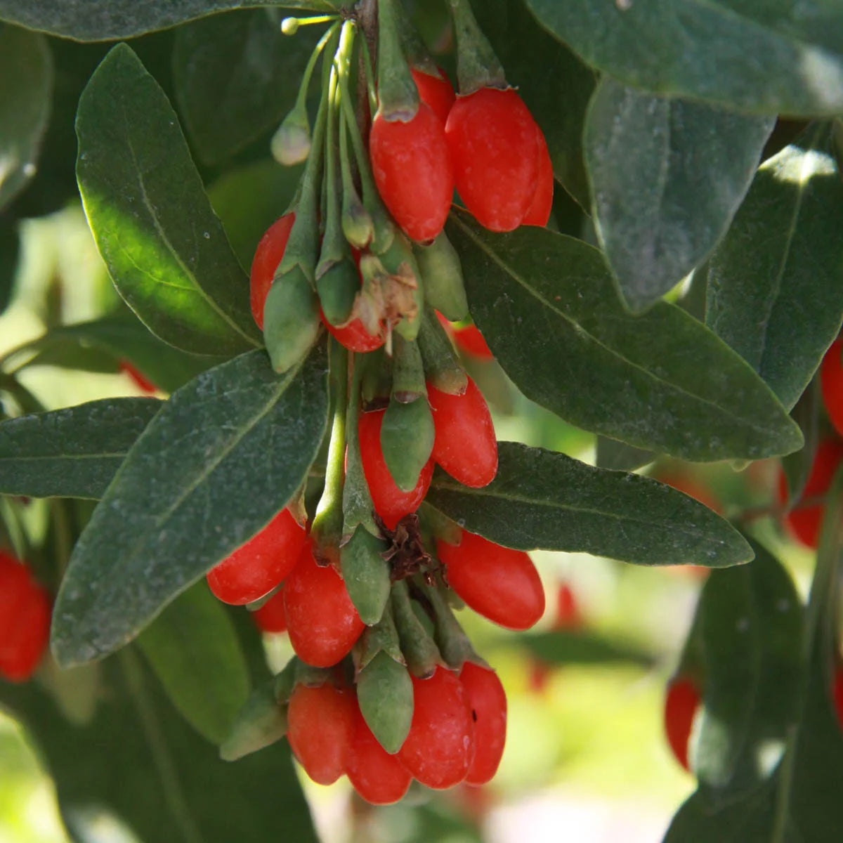2.50 Quart Potted Goji Berry Plant B32332