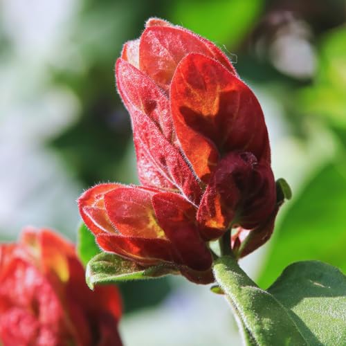2 Red Shrimp Plants, 3 to 5 Inc Tall E523712