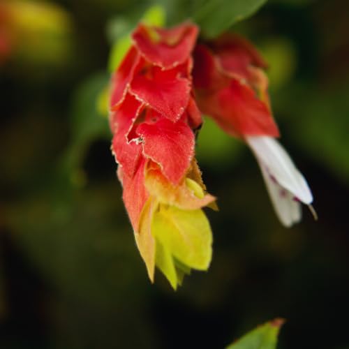 2 Red Shrimp Plants, 3 to 5 Inc Tall E523712