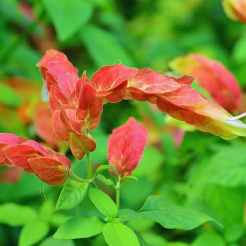 2 Red Shrimp Plants, 3 to 5 Inc Tall E523712