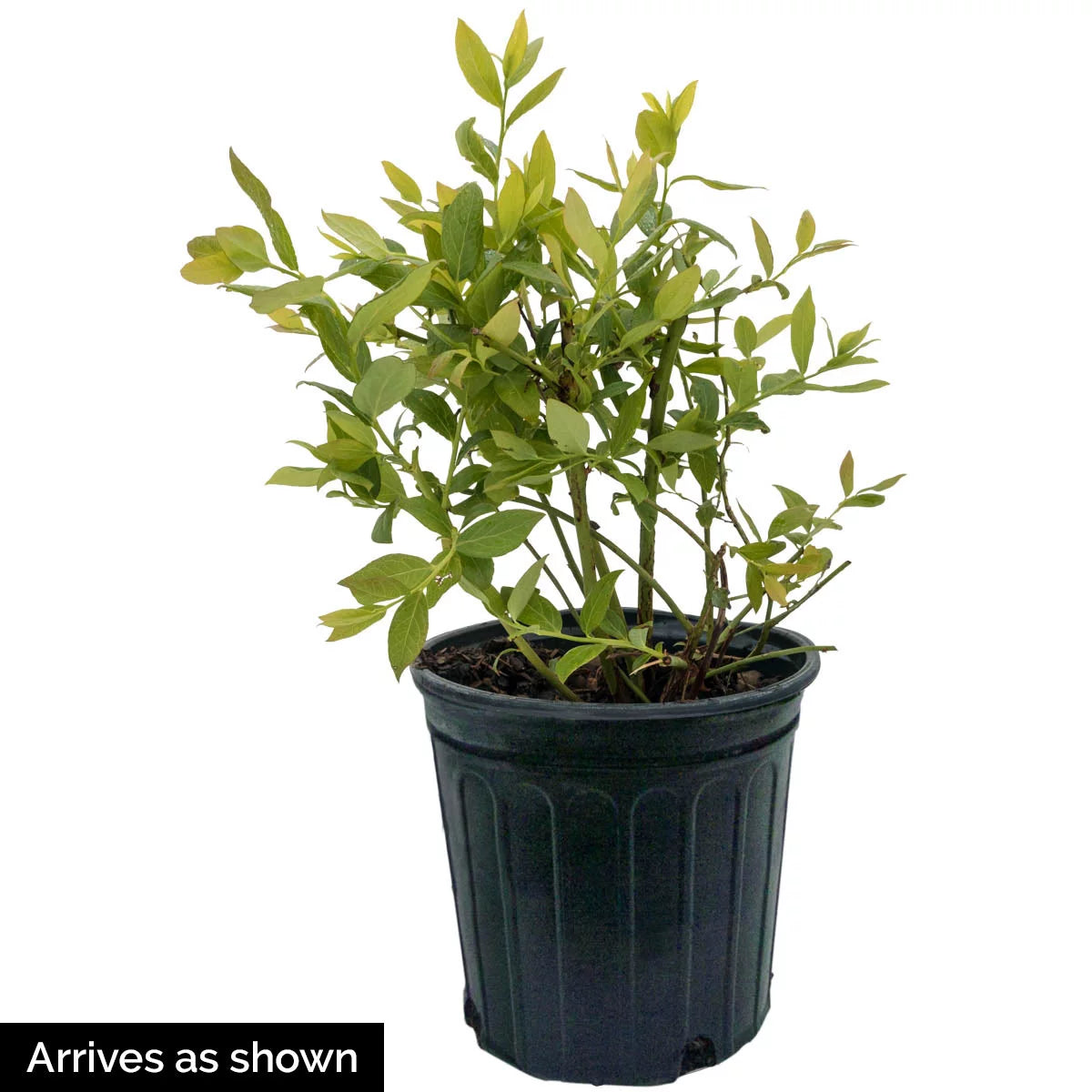 2.50 Quart Potted Goji Berry Plant B32332