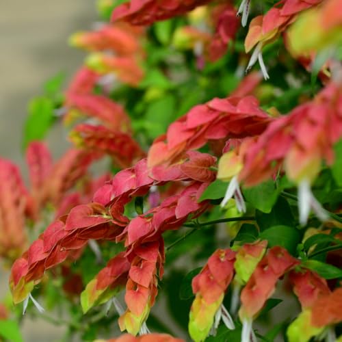 2 Red Shrimp Plants, 3 to 5 Inc Tall E523712