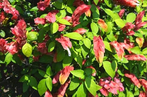 2 Red Shrimp Plants, 3 to 5 Inc Tall E523712