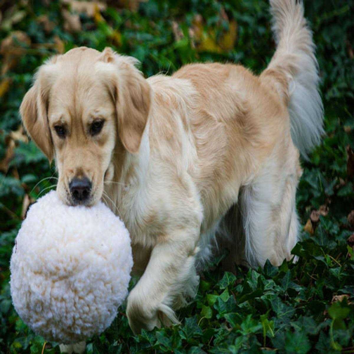 Fleece Ball Dog Toy W6850