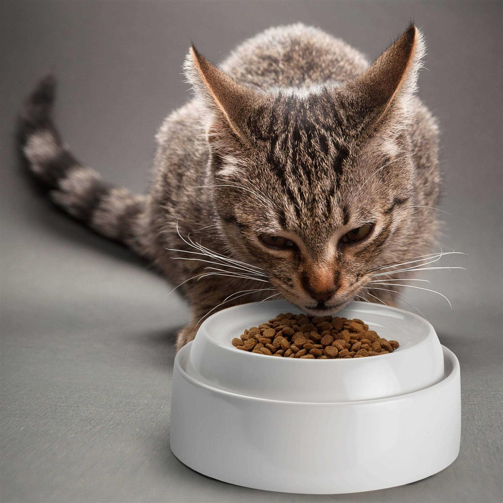 Whisker Stress Free Cat Food Bowl Z440929