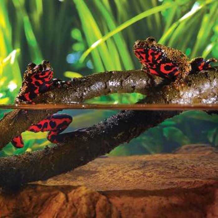 Jungle Vine X209455